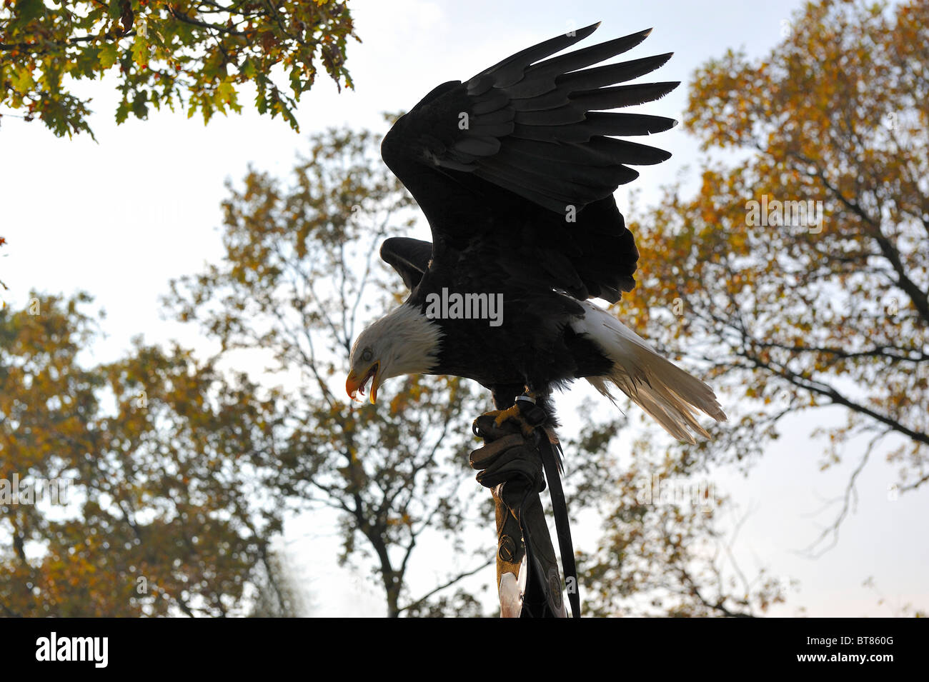 Falconer carrying a bald eagle on his arm. Stock Photo