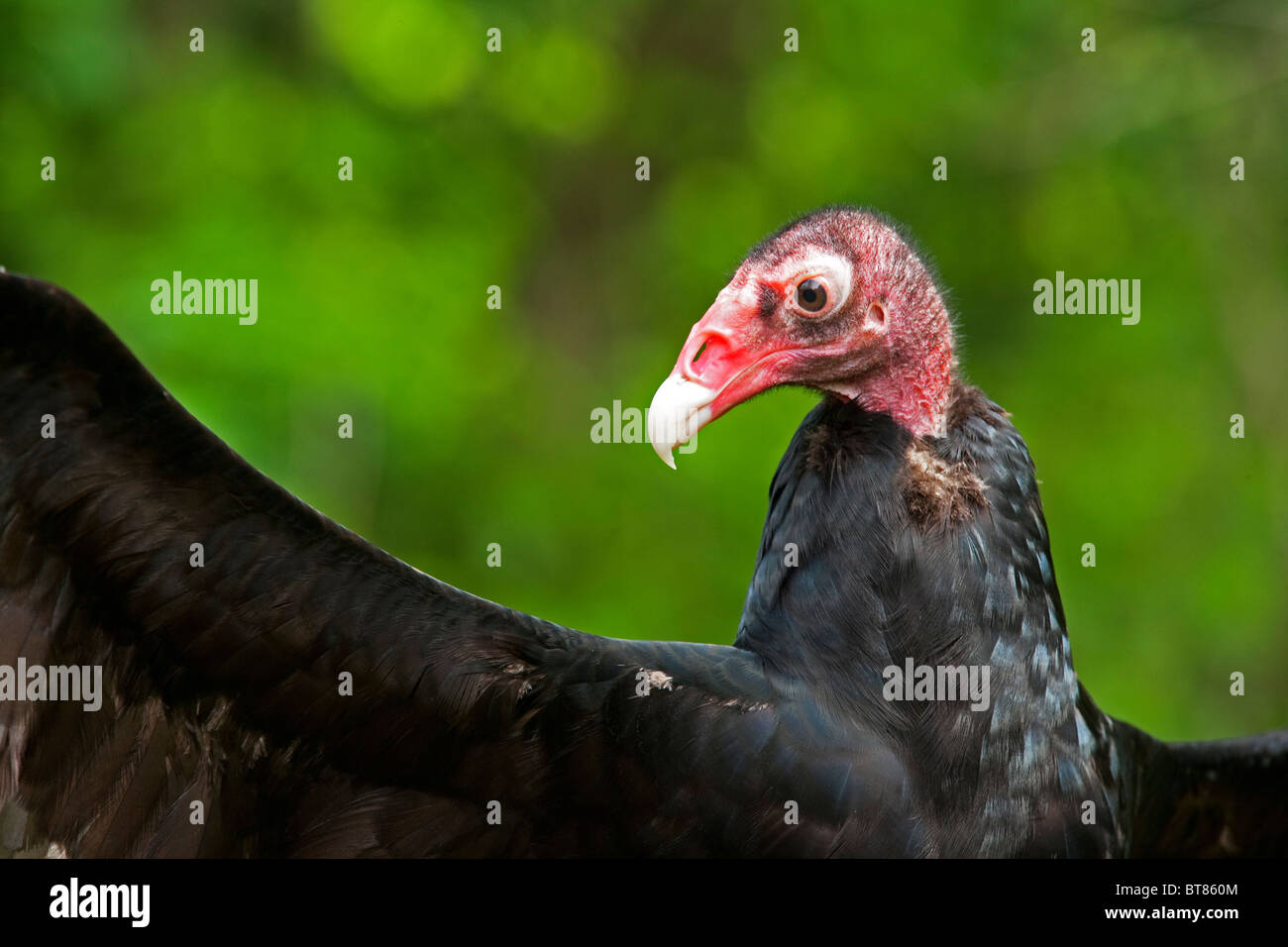 The Turkey Vulture, Cathartes aura, is a bird found throughout most of the Americas. Stock Photo