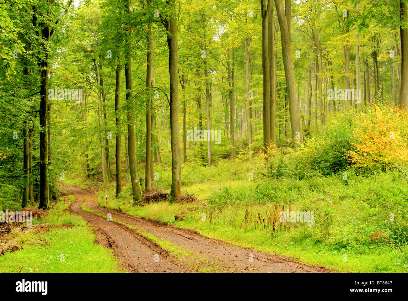 Buchenwald mit Weg - beech forest with trail 08 Stock Photo