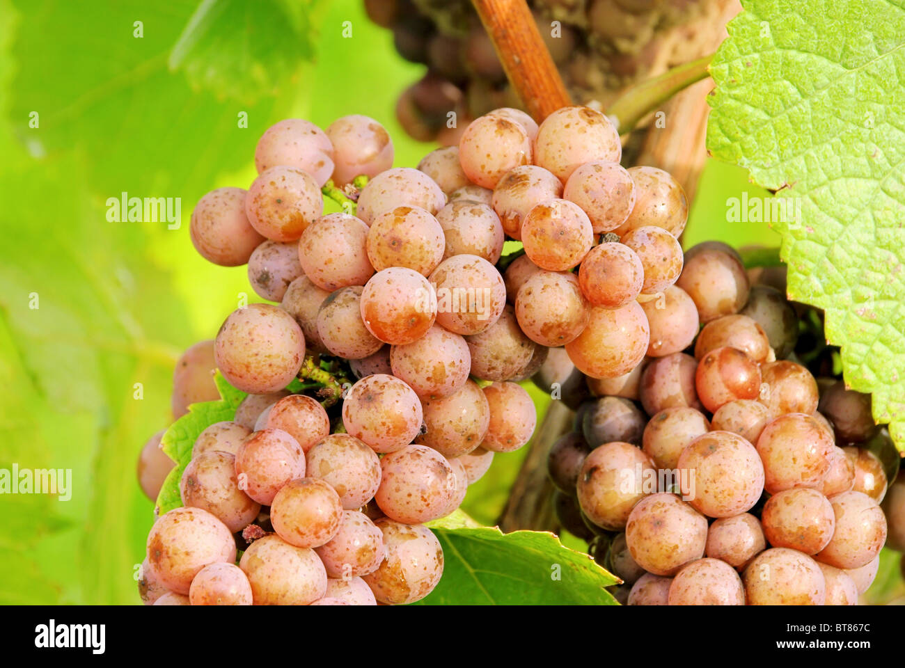 Weintraube rot - grape red 22 Stock Photo