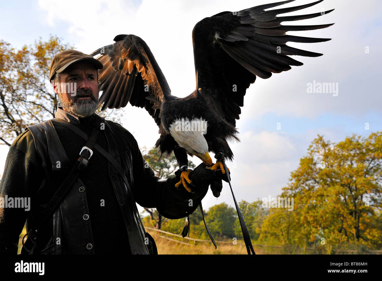 Bald eagle is eating meat on hand of a falconer Stock Photo
