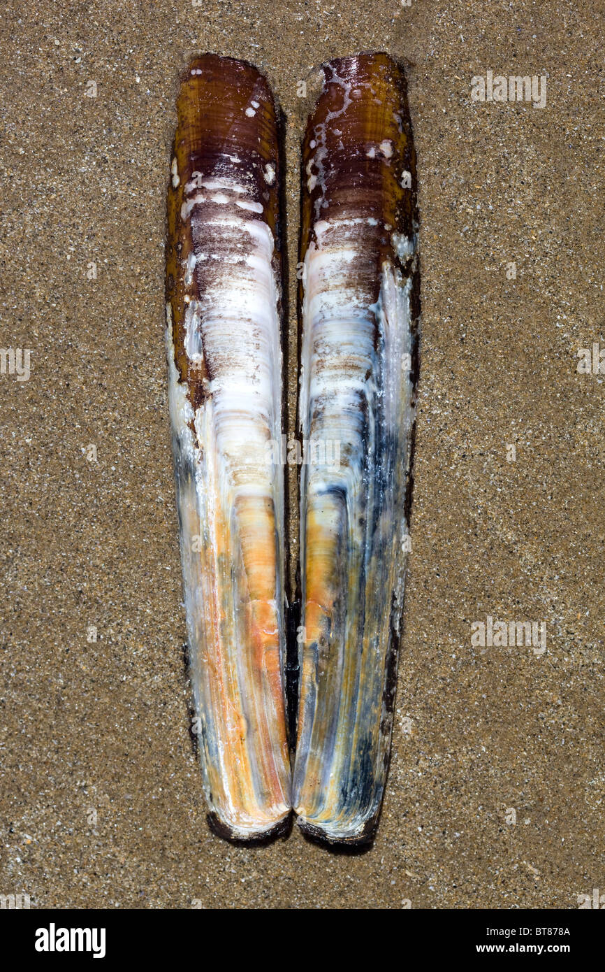 Razor Clam Shells Stock Photo Alamy