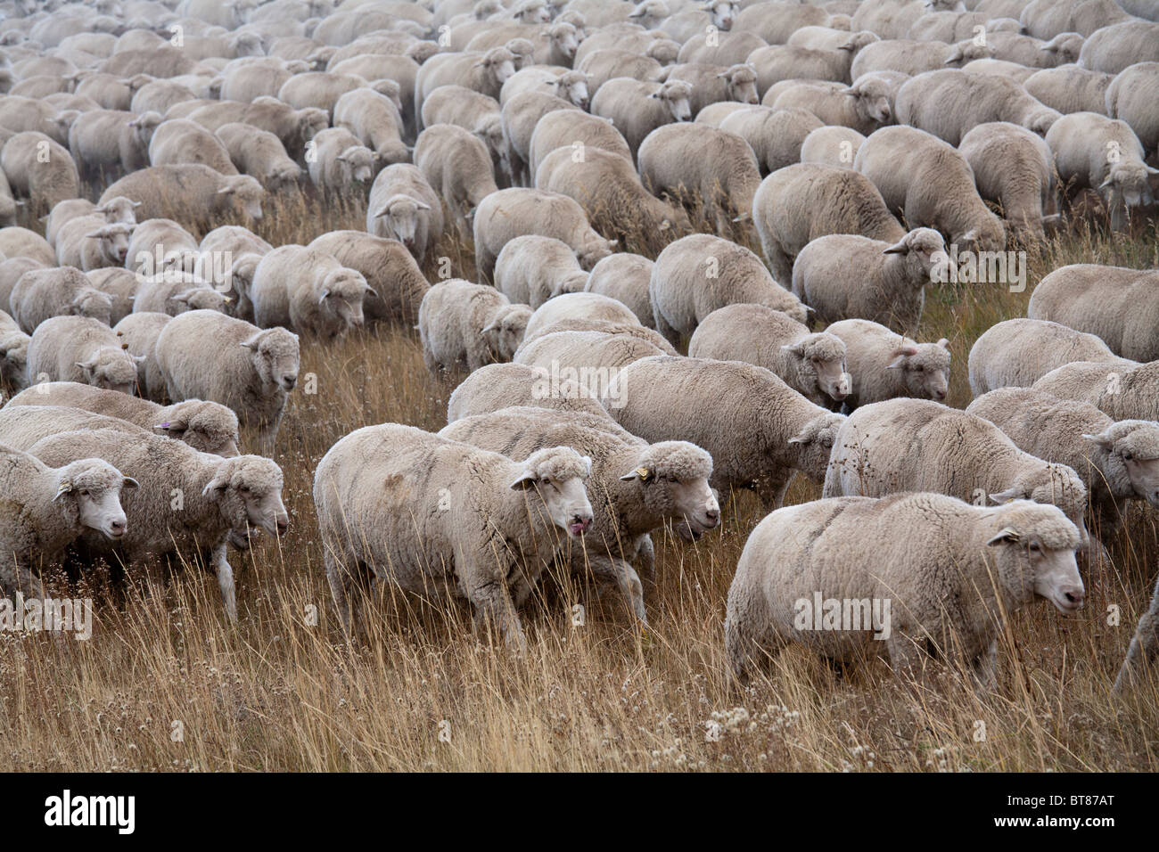 Manassa, Colorado - A flock of sheep is moved to a winter pasture in Colorado's San Luis Valley. Stock Photo