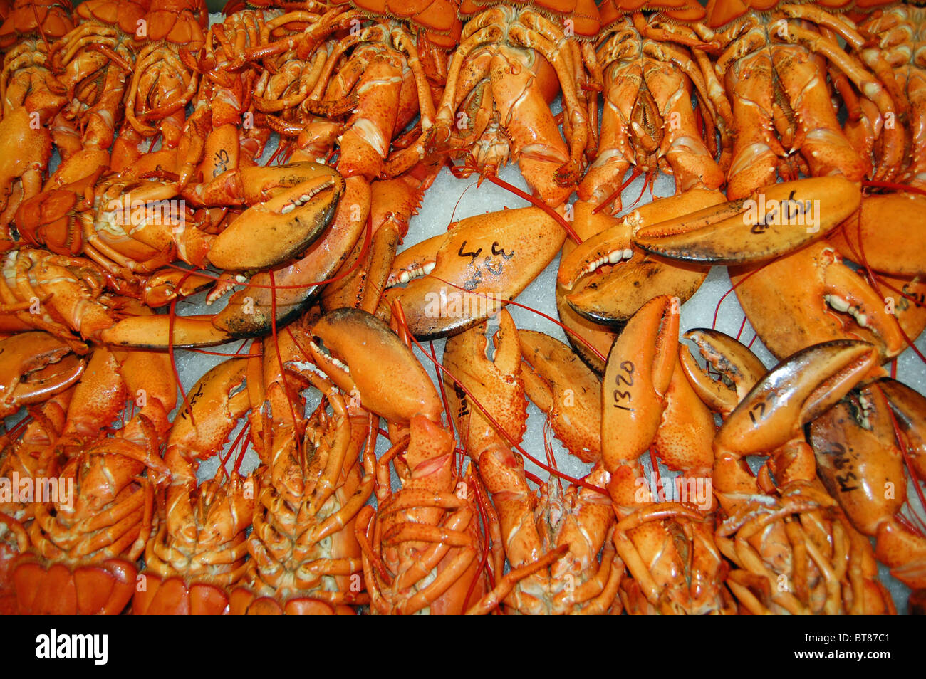 Spiny lobsters hires stock photography and images Alamy