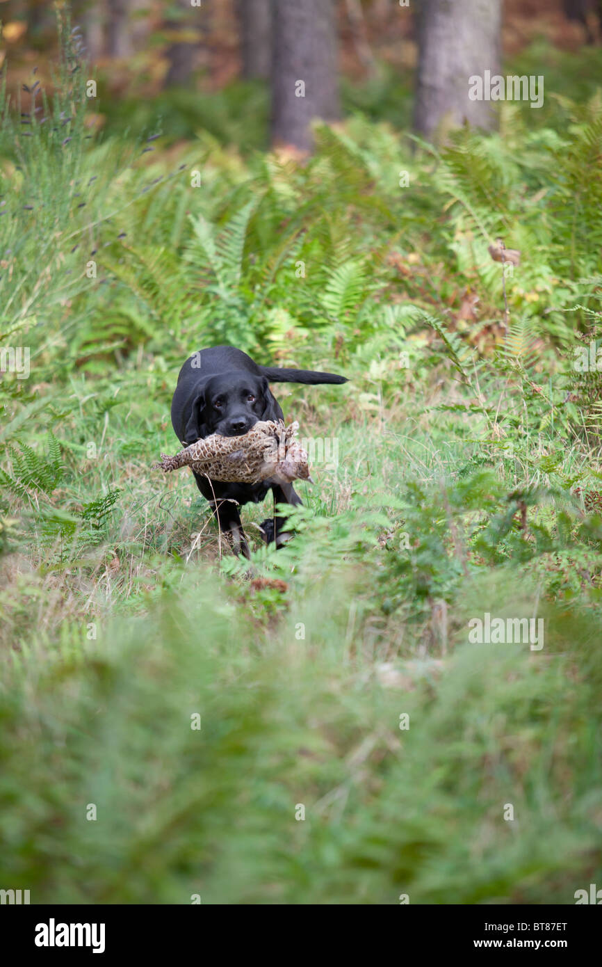 Black Labrador retriever retrieving game Stock Photo - Alamy