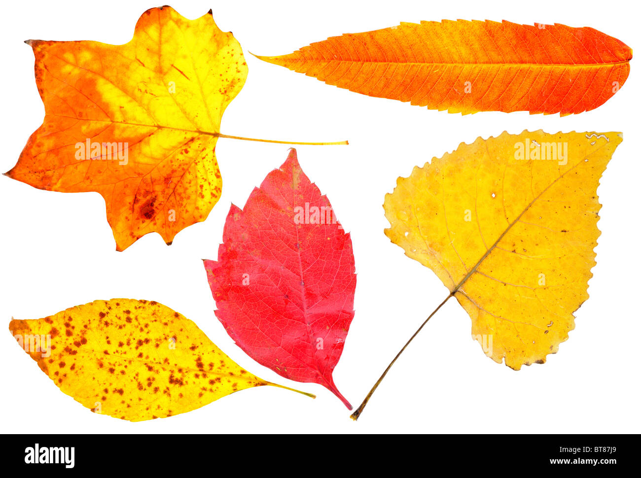 Autumn leafs Stock Photo: 32143729 - Alamy