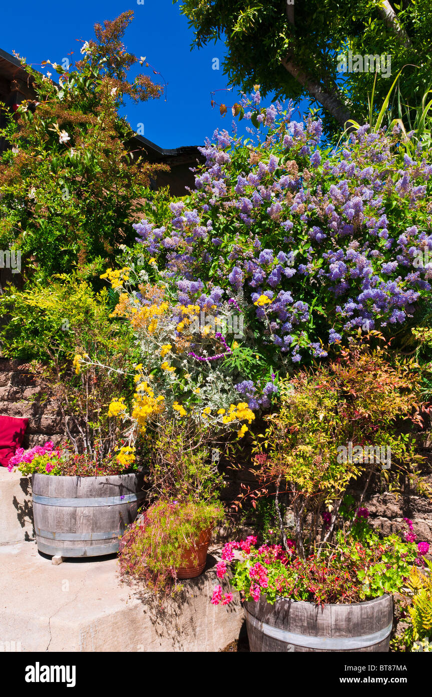 Flowers at Nepenthe, Big Sur, California Stock Photo