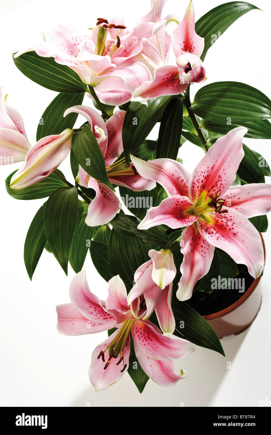 Lilies (Lilium) blossoms Stock Photo