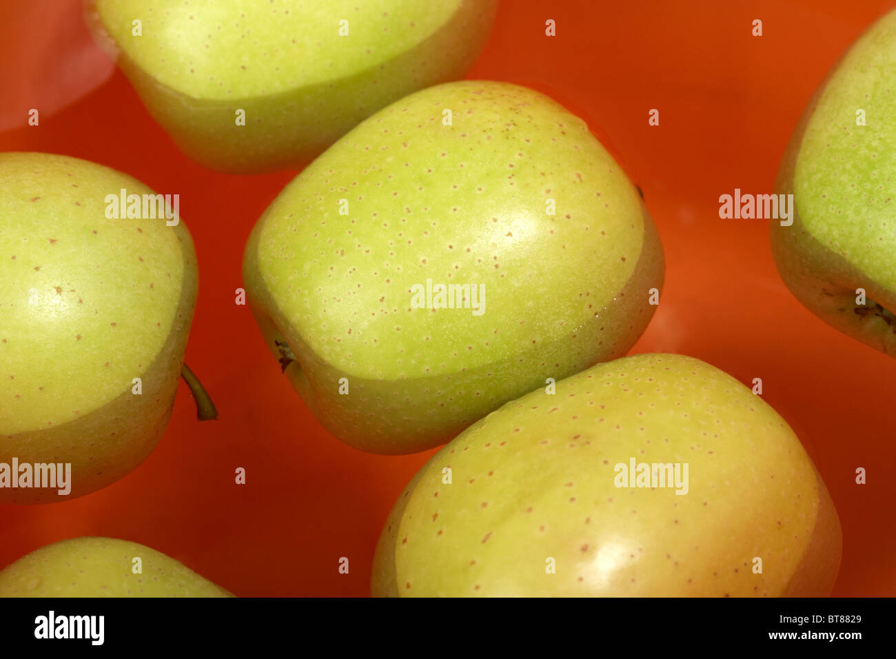 apples floating in a bucket of water traditionally apple bobbing is performed in Ireland on Halloween Stock Photo