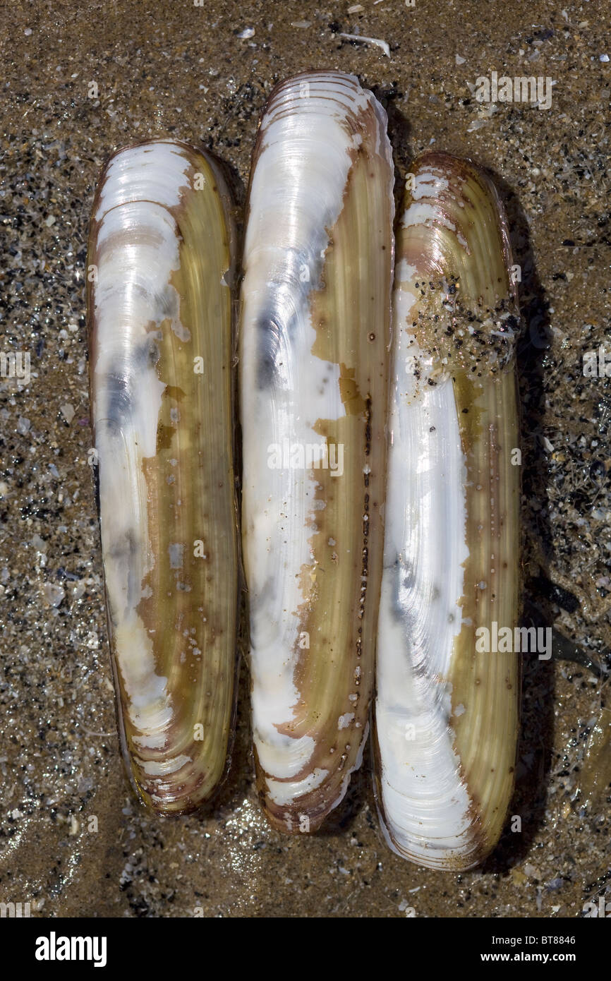 Razor clam hires stock photography and images Alamy
