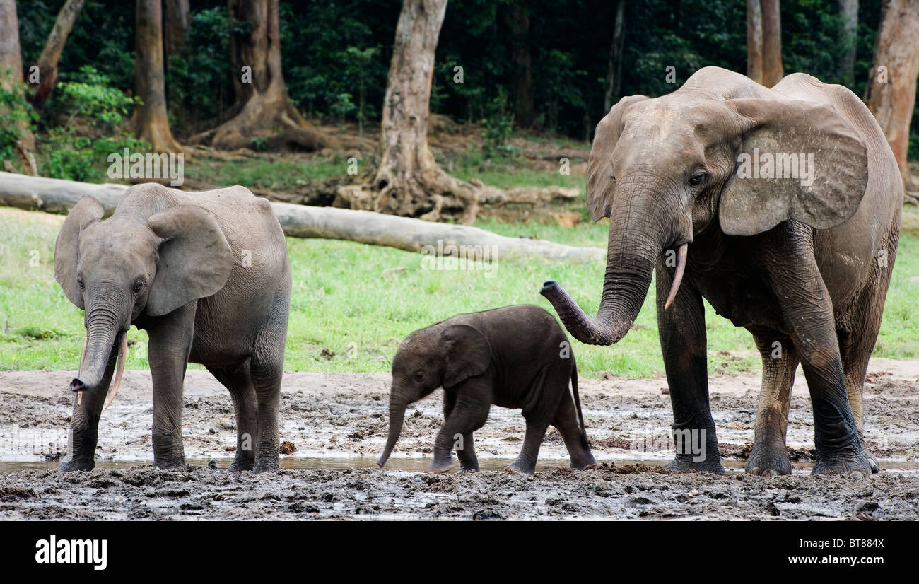 Family of forest Elephants. The African Forest Elephant (Loxodonta cyclotis) is a forest dwelling elephant of the Congo Basin. Stock Photo