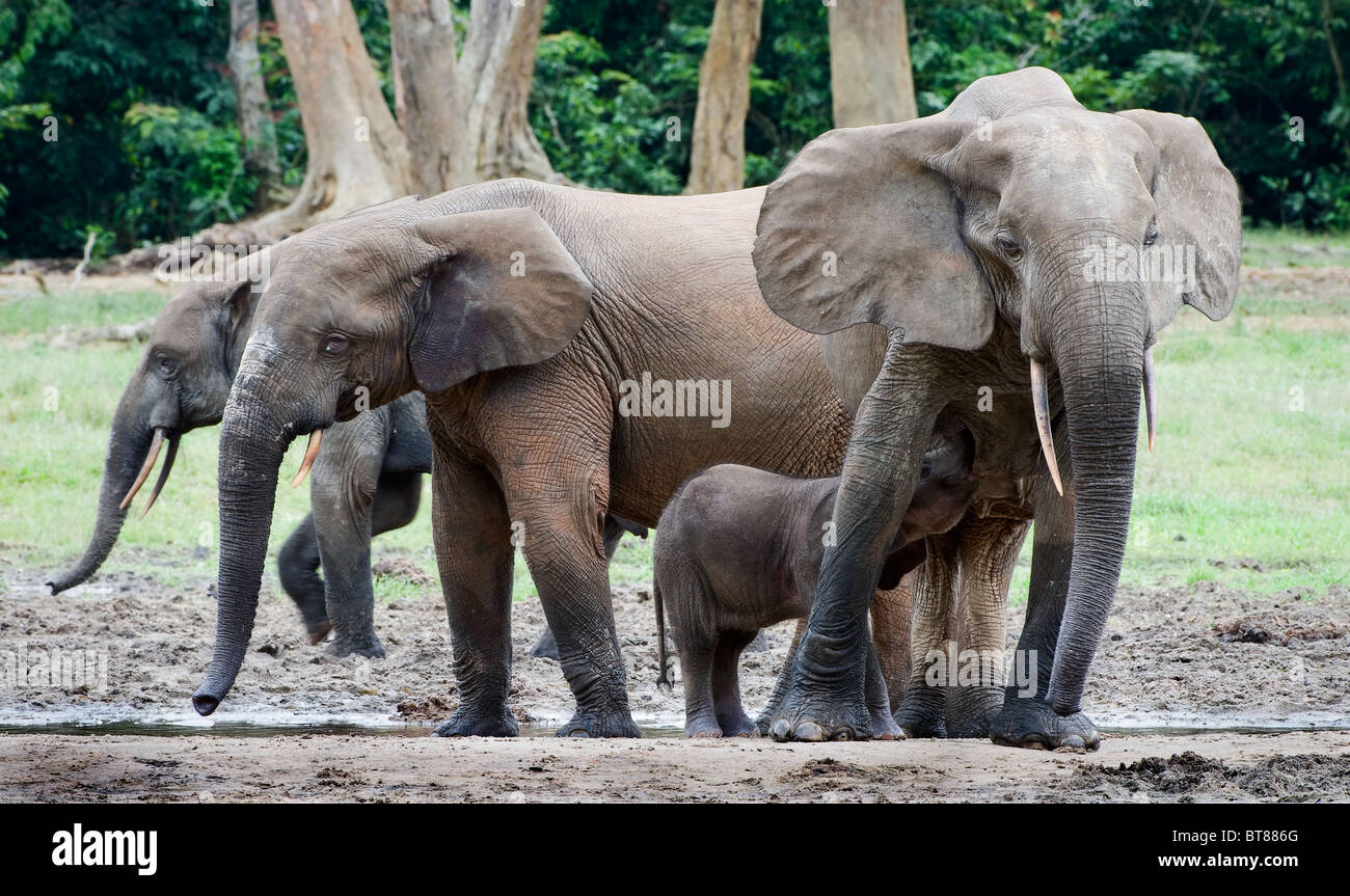 The elephant calf drinks milk at mum. Stock Photo