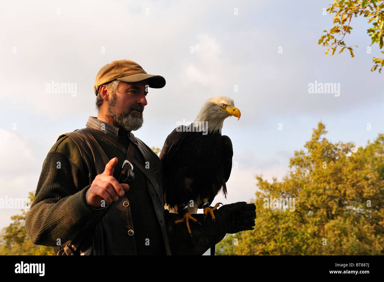 Men carrying a bald eagle on his arm. Stock Photo