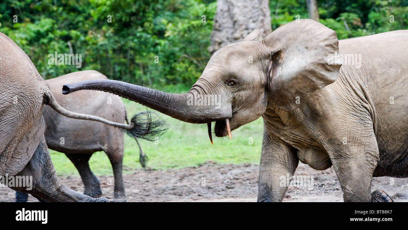 Elephant attack hi-res stock photography and images - Alamy