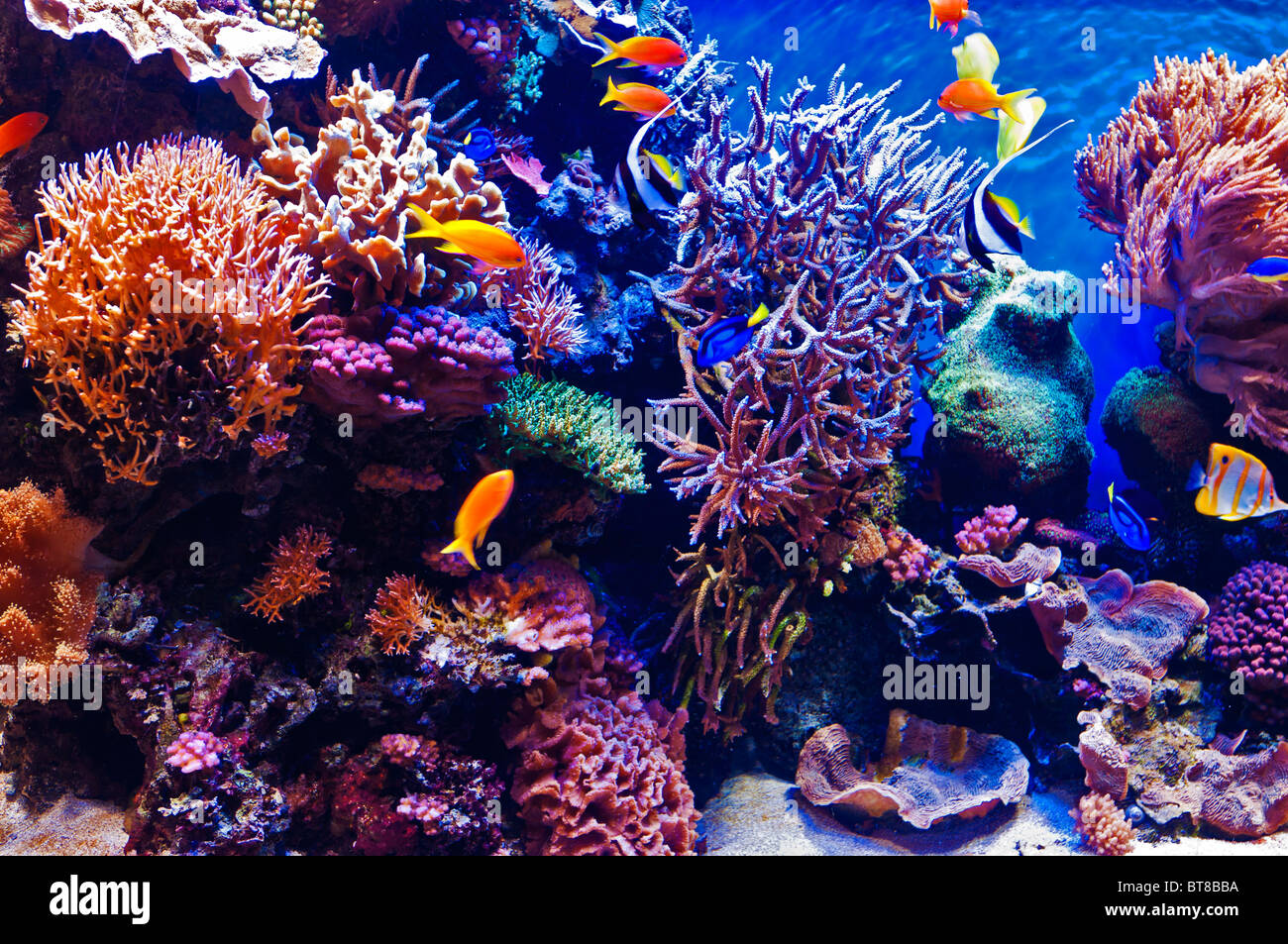 Tropical fish tank, Monterey Bay Aquarium, Monterey, California Stock Photo