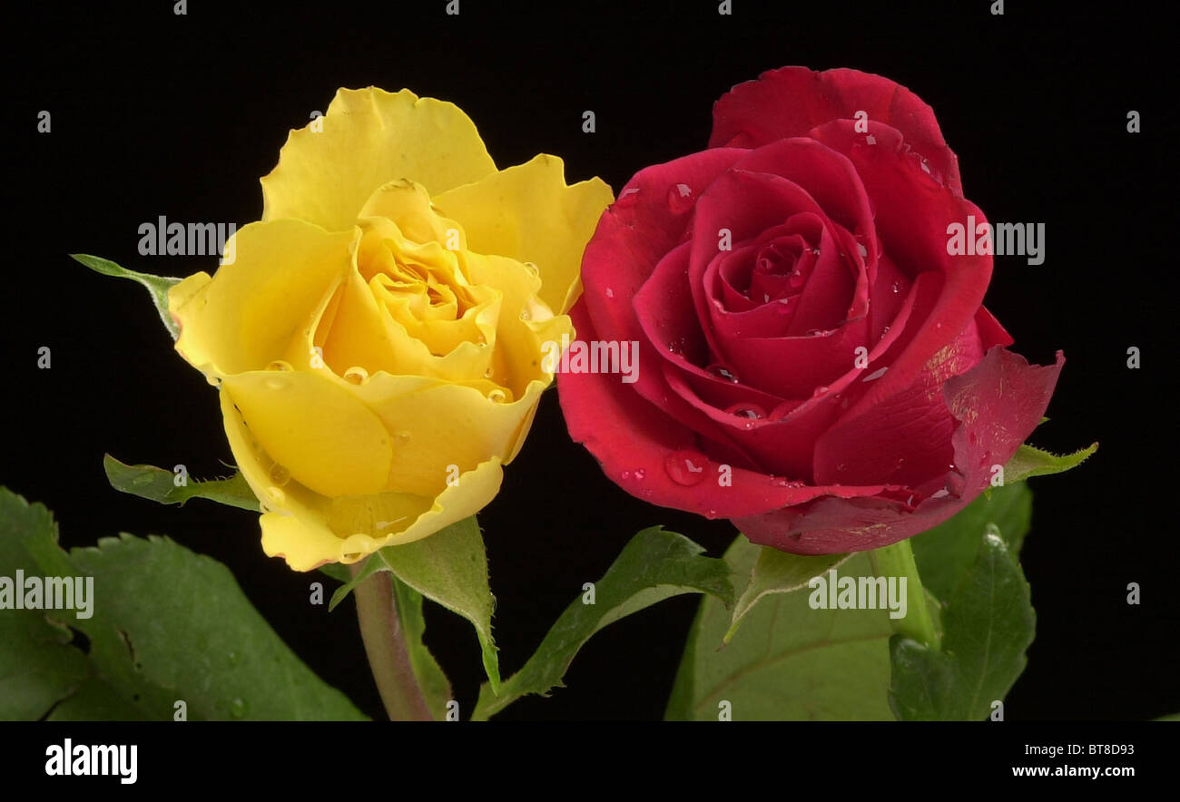 Download Yellow And Red Roses With Water Drops Stock Photo Alamy PSD Mockup Templates