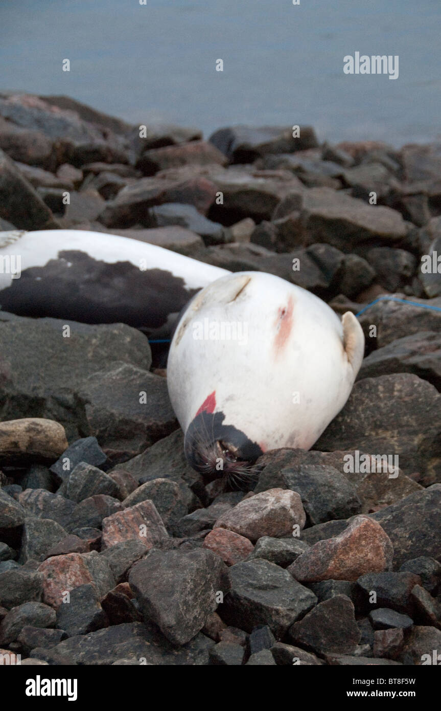 Arctic Canada, Nunavut, Baffin Island, Iqaluit (aka Frobisher Bay). Dead seals on port area beach hunted for meat and fur. Stock Photo