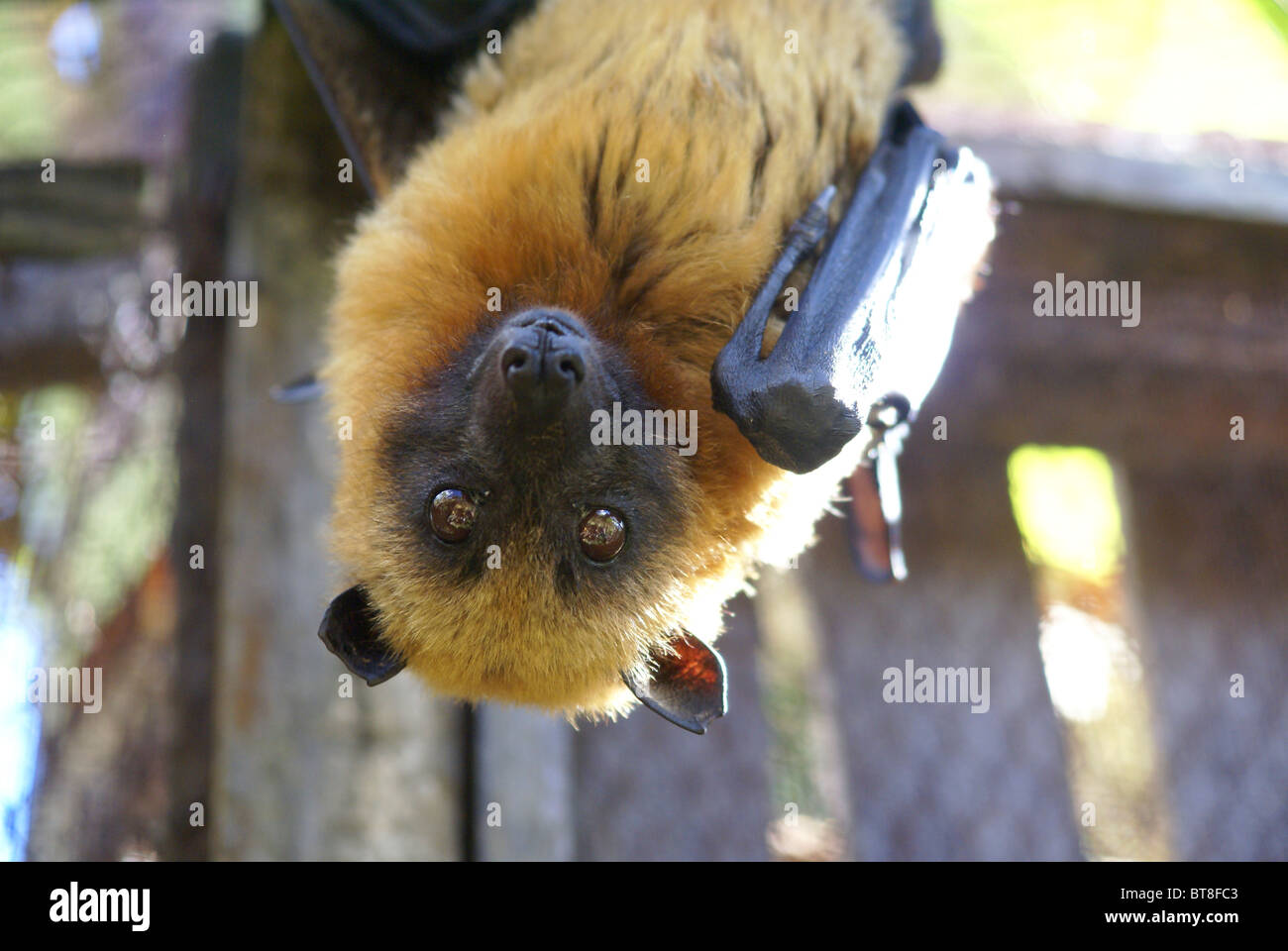 Madagascan flying fox pteropus rufus madagascar hi-res stock ...