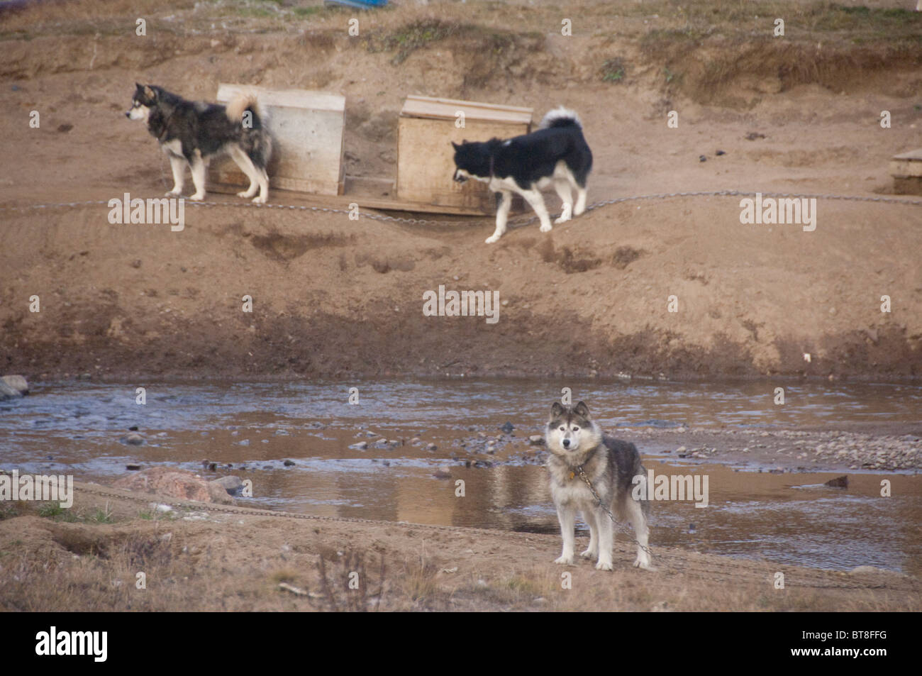 Arctic Canada, Nunavut, Baffin Island, Iqaluit (aka Frobisher Bay). Sled dogs (aka Eskimo Dogs). Stock Photo