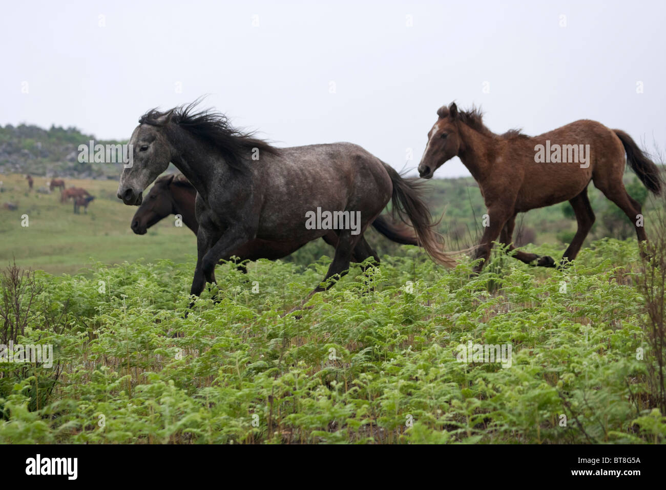 South Africa Wild Feral Animal Horse Nature Stock Photo