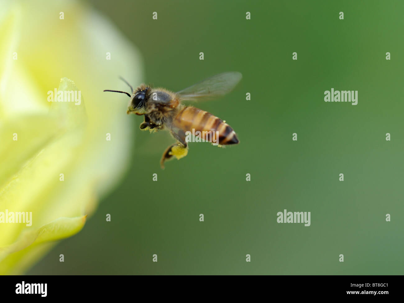 Flying bee Stock Photo