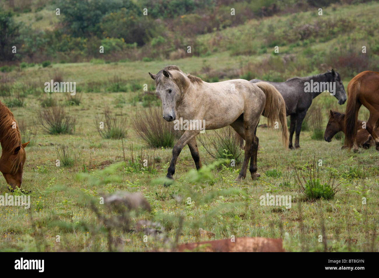 South Africa Wild Feral Animal Horse Nature Stock Photo