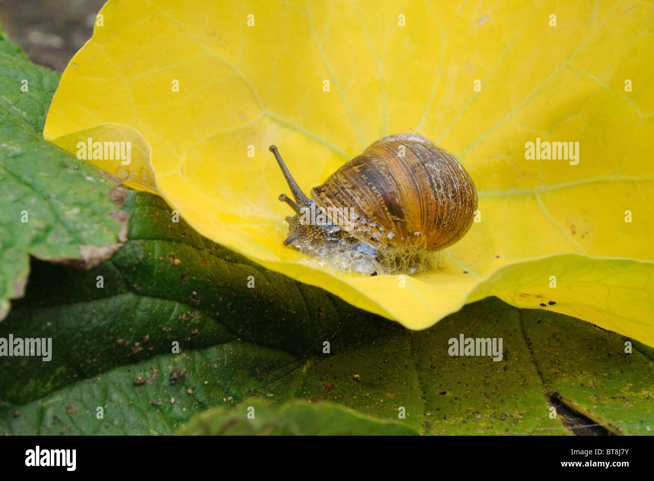 Snail blowing bubbles Stock Photo Alamy