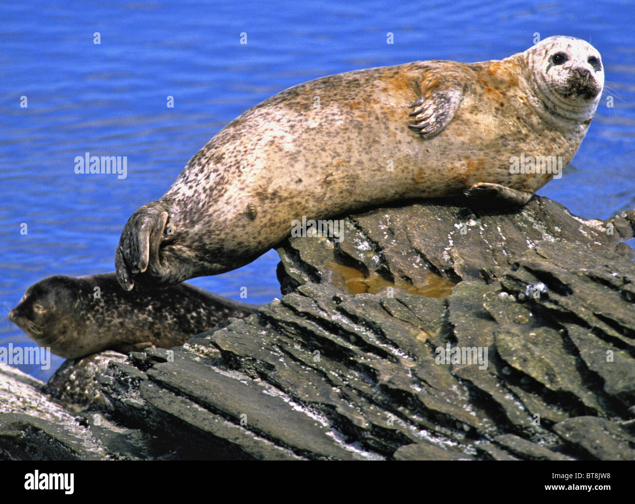 These are Common Seals basking in the sun. Stock Photo