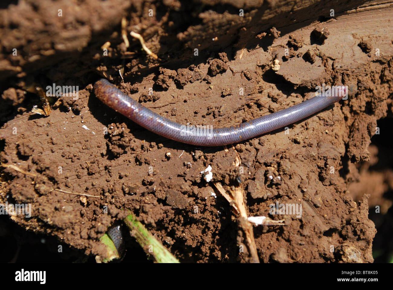 earthworm Stock Photo