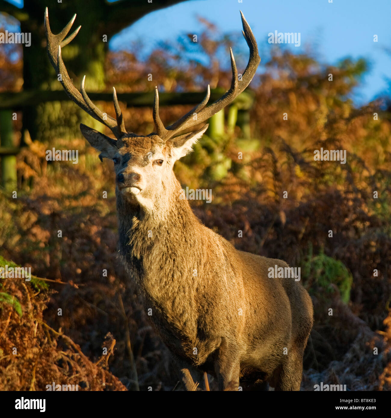 Red Deer (Cervus Elaphus) during Autumnal Rut Stock Photo