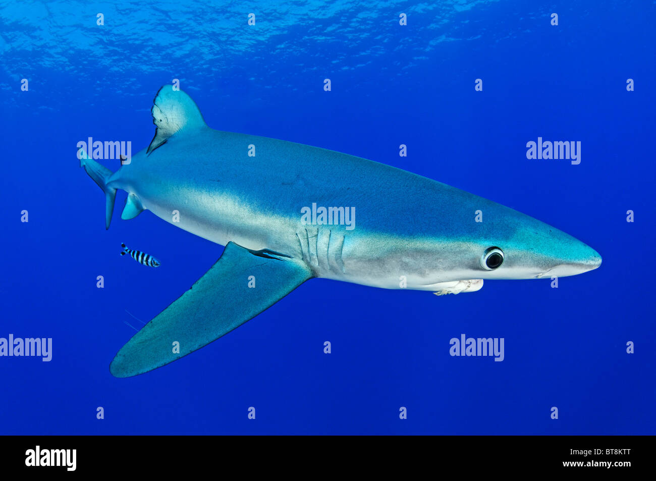 Blue Shark and pilotfisch, Prionace glauca, Naucrates ductor, Azores, Portugal, Atlantic Ocean Stock Photo