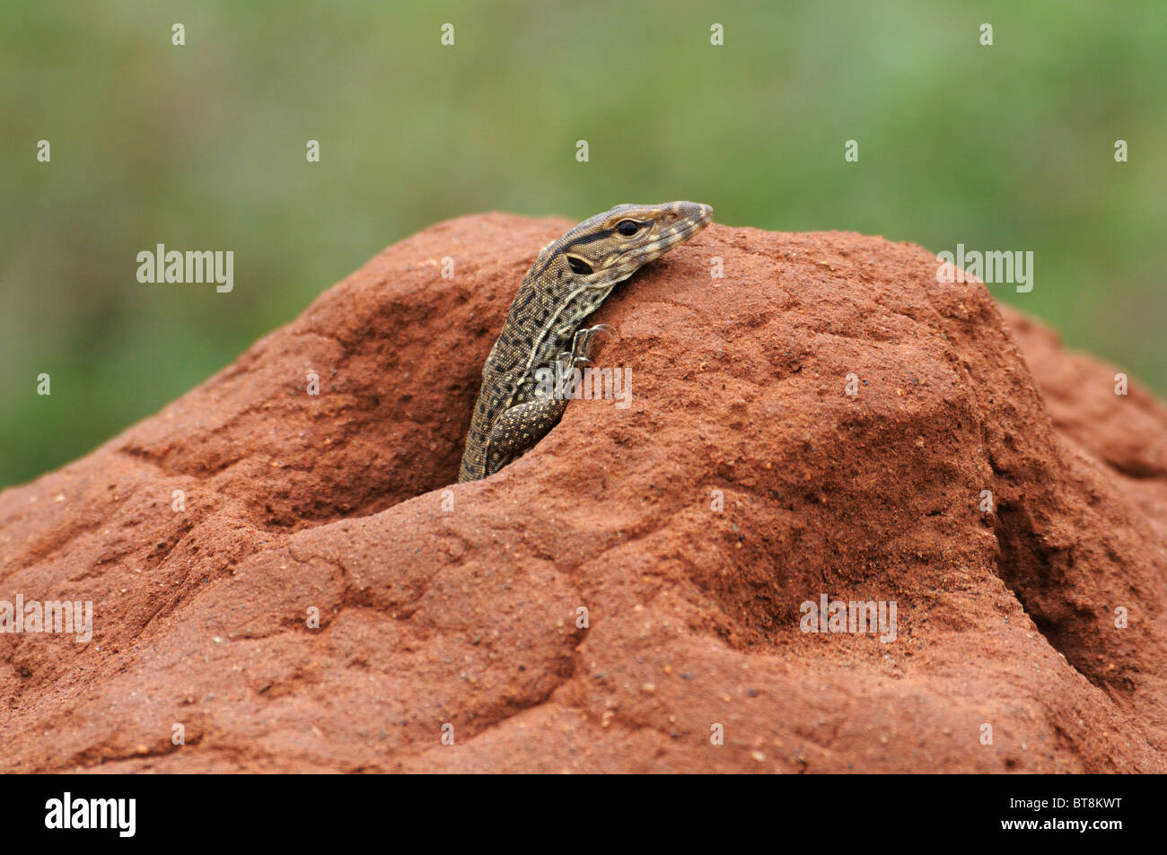 Monitor lizard looking for prey Stock Photo