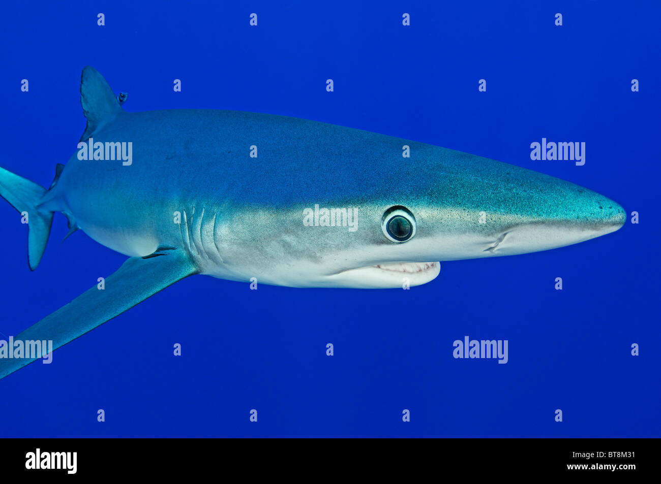 Blue Shark, Prionace glauca, Azores, Portugal, Atlantic Ocean Stock Photo