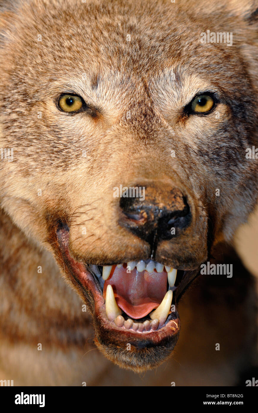 France, Midi-Pyrenees: Wolf portrait in the wildlife museum of Parc Animalier des Pyrenées in Argelèz Gazost Stock Photo