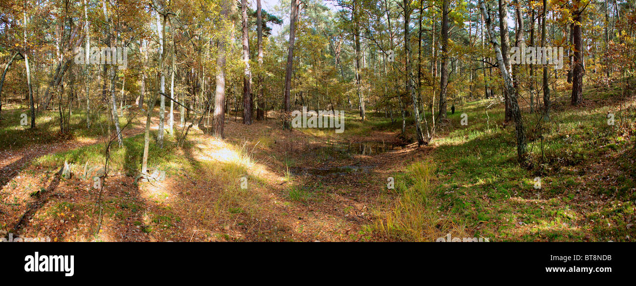 Small pond in middle forest hi-res stock photography and images - Alamy