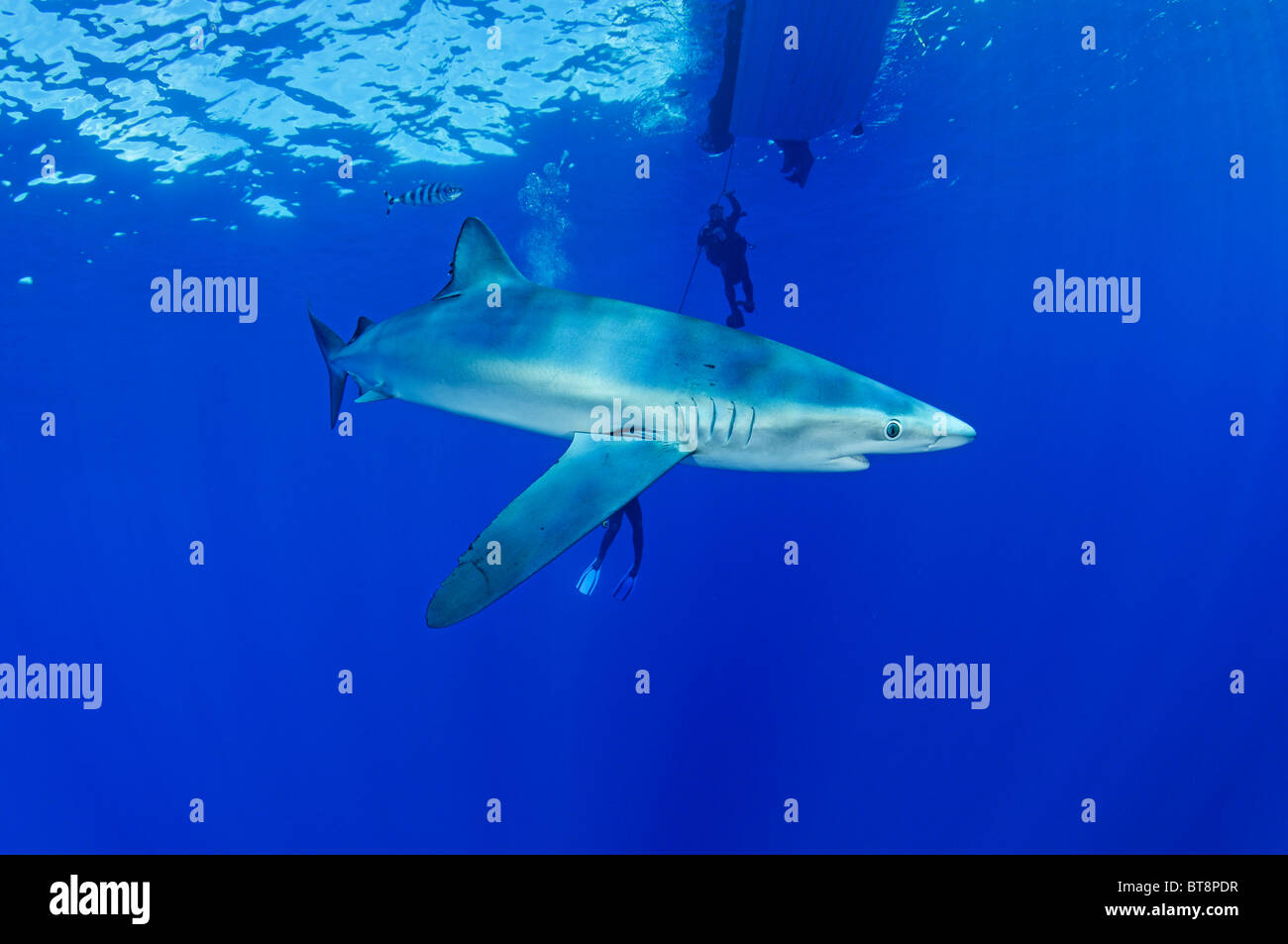 Blue Shark and scuba diver, Prionace glauca, Azores, Portugal, Atlantic Ocean Stock Photo
