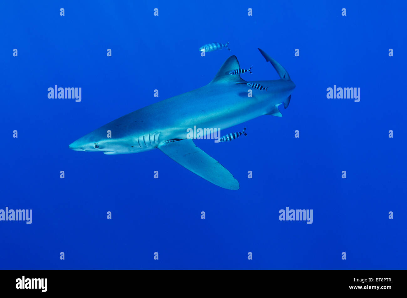 Blue Shark and pilotfisch, Prionace glauca, Naucrates ductor, Azores, Portugal, Atlantic Ocean Stock Photo