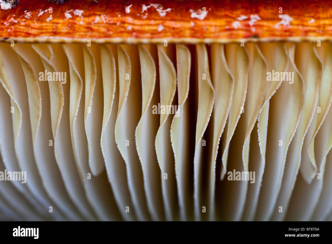 Gill detail hi-res stock photography and images - Alamy