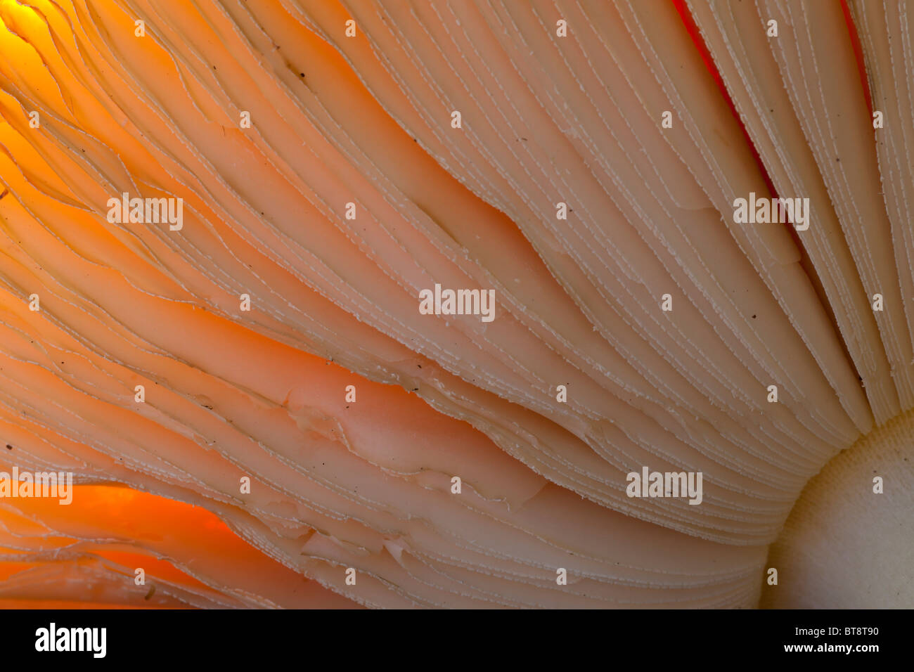 Fly Agaric backlit gill detail Stock Photo - Alamy