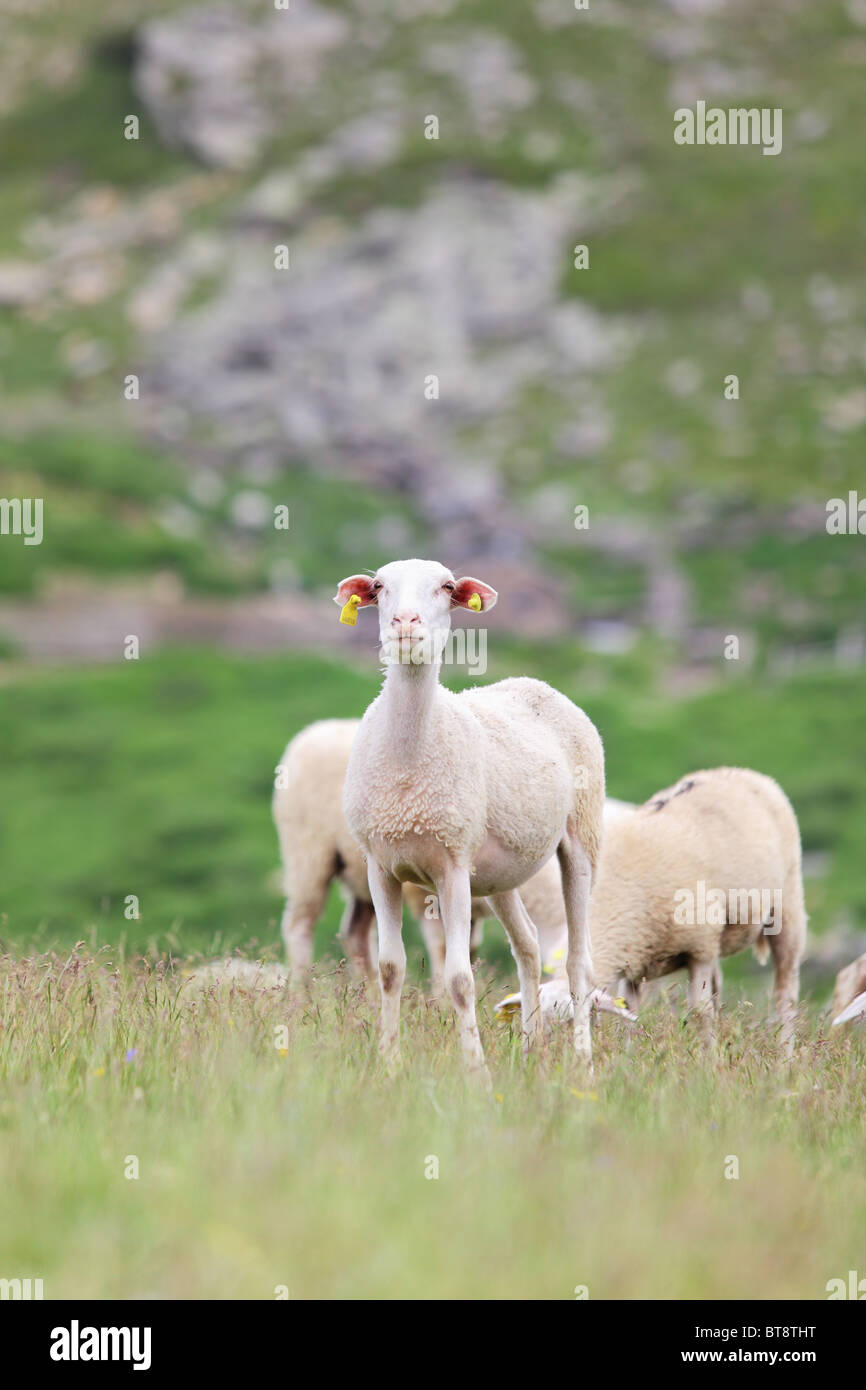 herd of sheep on large meadow in the mountains Stock Photo - Alamy