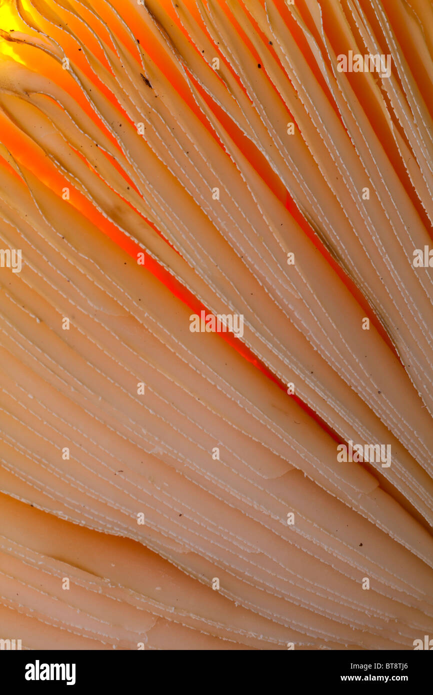 Fly Agaric backlit gill detail portrait Stock Photo - Alamy