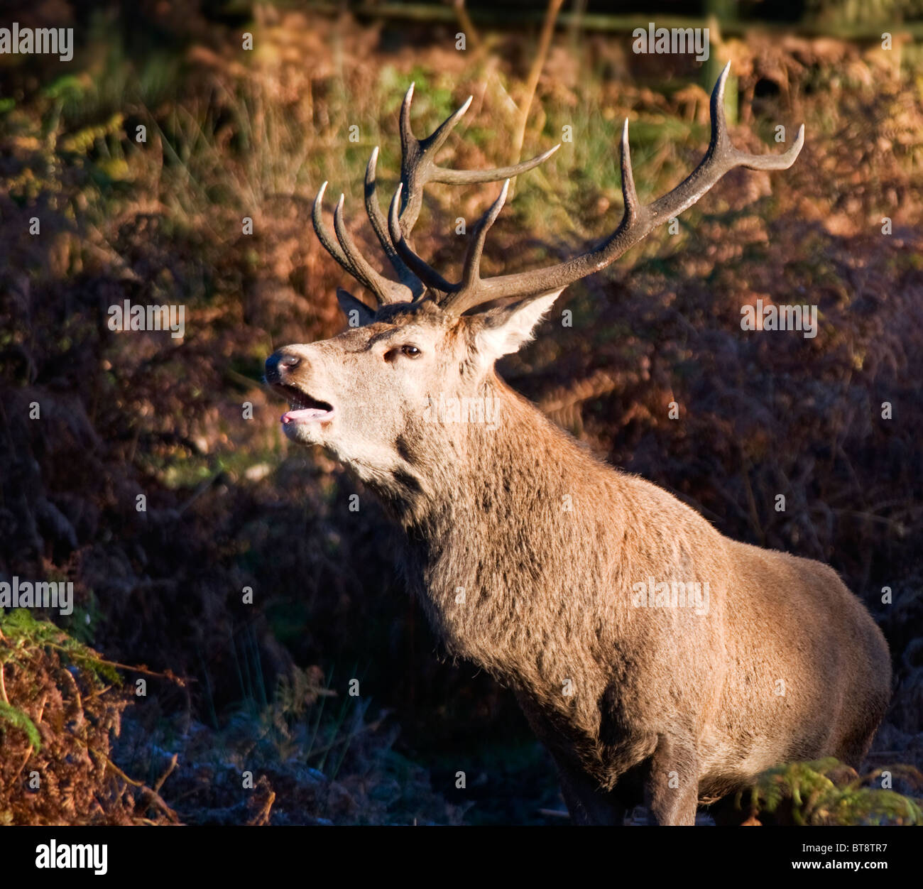 Red Deer (Cervus Elaphus) bellowing during Autumnal Rut Stock Photo
