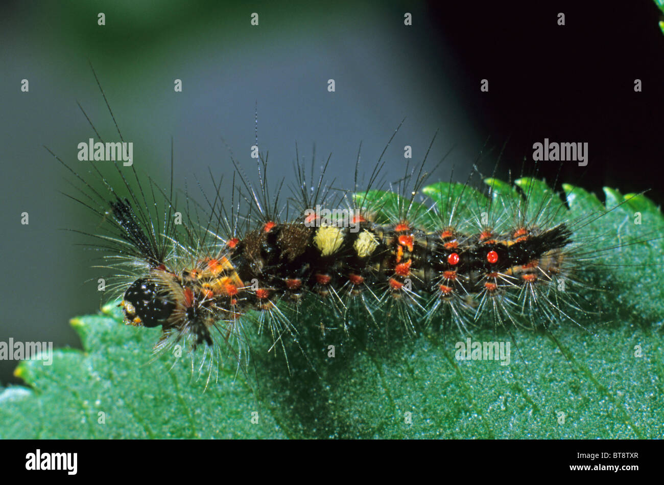 Rusty Tussock Moth (Orgya recens), caterpillar Stock Photo