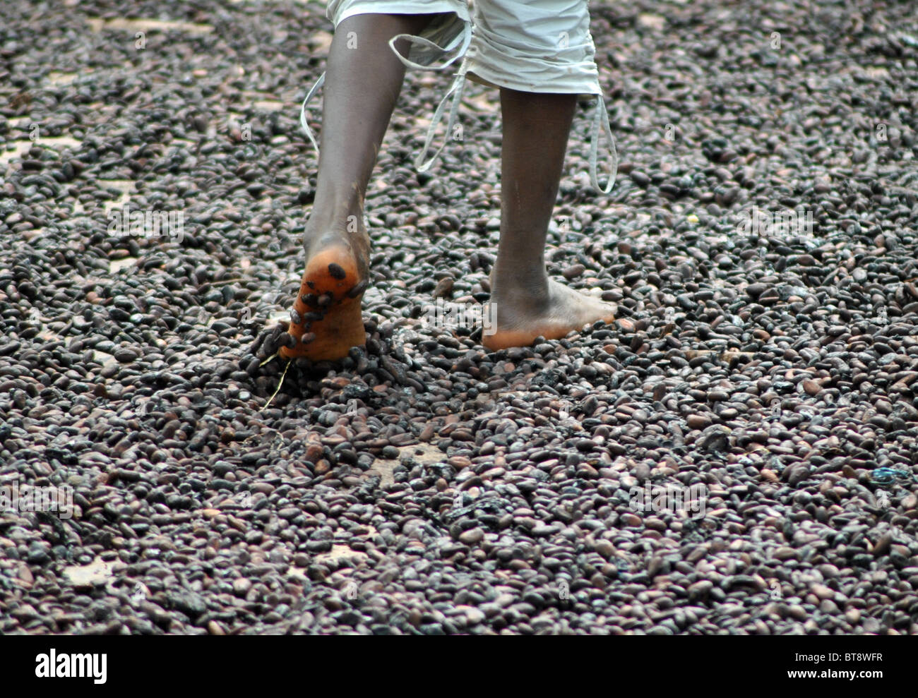 Bay walking over drying cocoa beans in the Ivory Coast, West Africa Stock Photo