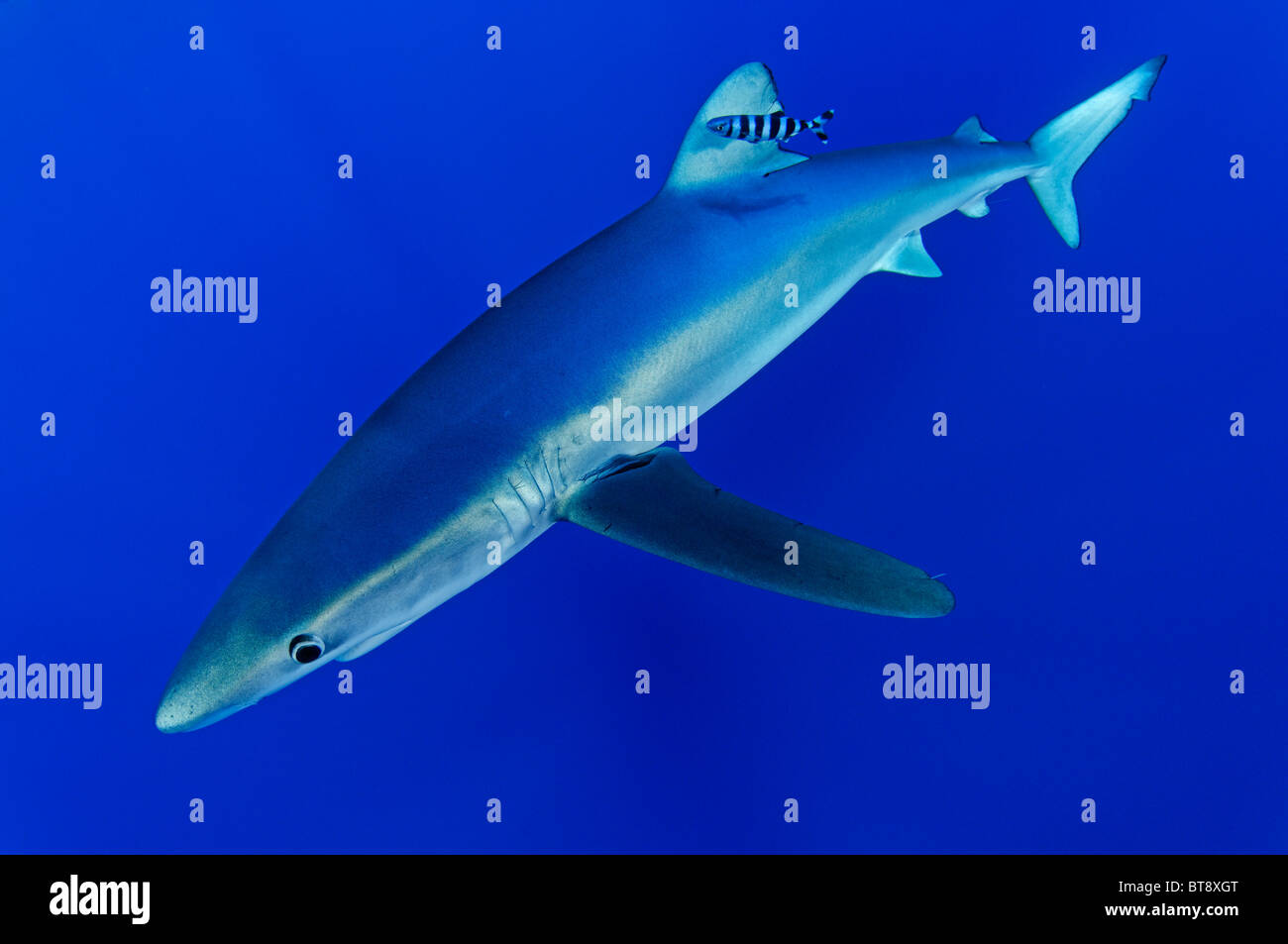 Blue Shark and pilotfisch, Prionace glauca, Naucrates ductor, Azores, Portugal, Atlantic Ocean Stock Photo