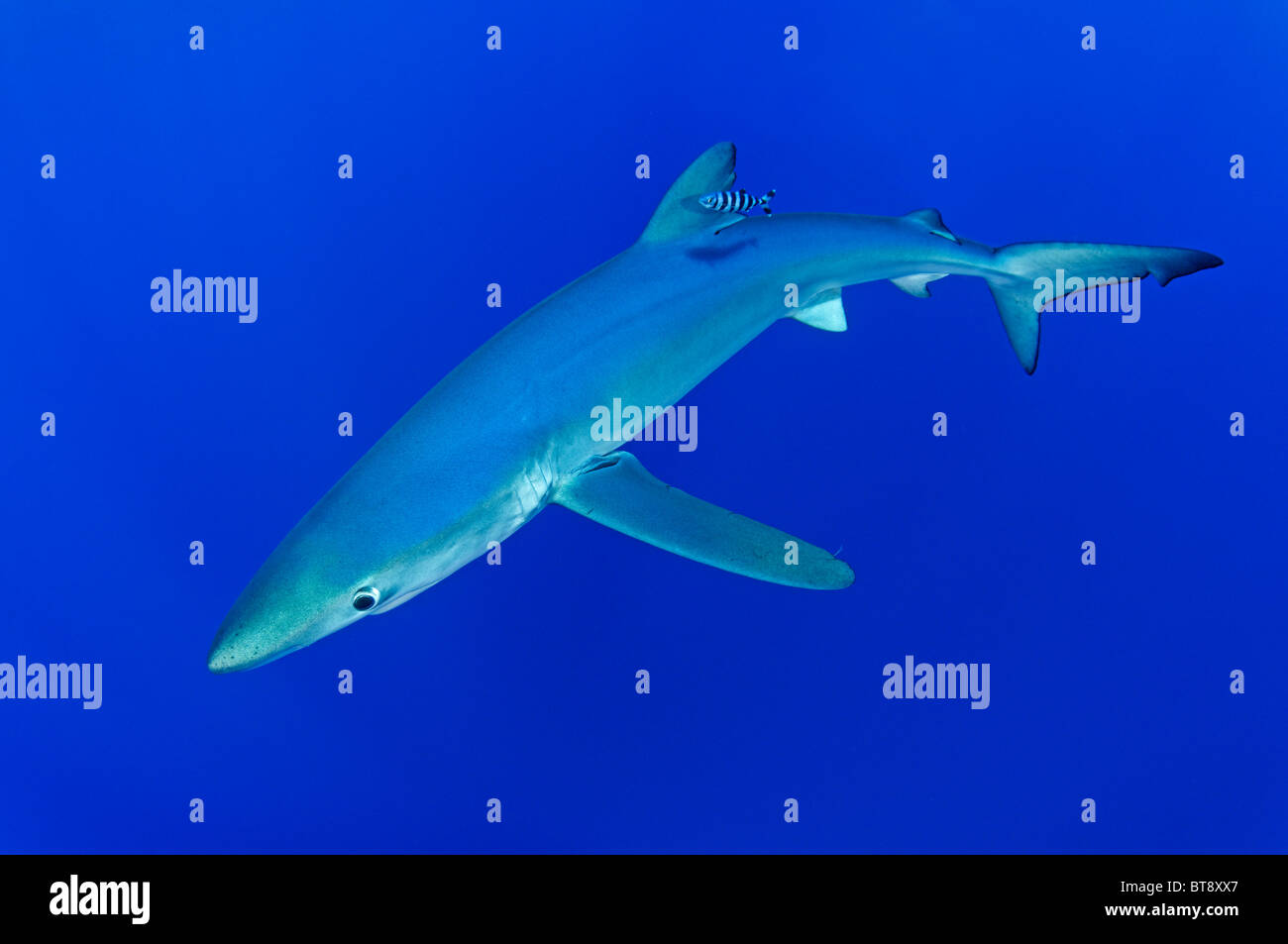 Blue Shark and pilotfisch, Prionace glauca, Naucrates ductor, Azores, Portugal, Atlantic Ocean Stock Photo