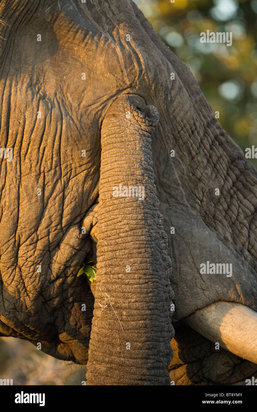 African Bush elephant rubbing its eye with trunk, Kruger National Park, South Africa. Stock Photo