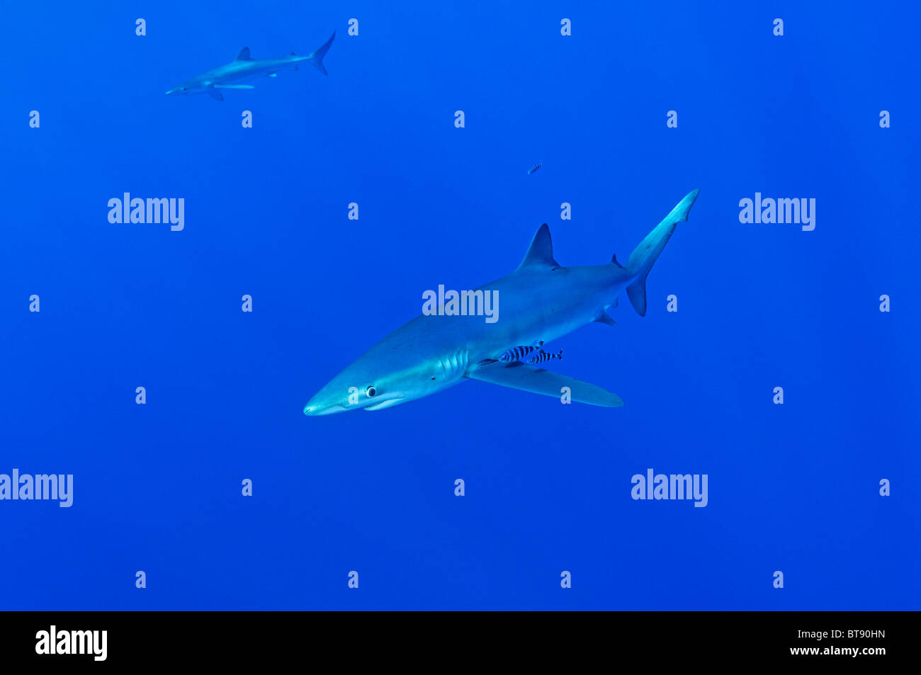 Blue Shark and pilotfisch, Prionace glauca, Naucrates ductor, Azores, Portugal, Atlantic Ocean Stock Photo