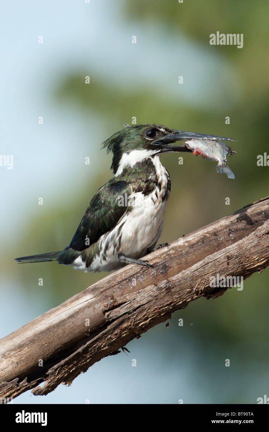Amazon Kingfisher with fish Stock Photo