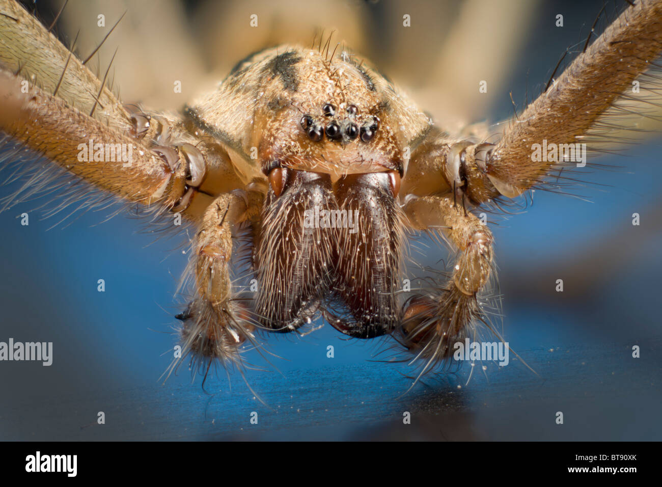 Detail of palps and mouthparts, eyes of Tegenaria domestica, domestic house spider Stock Photo